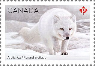 Arctic fox (Vulpes lagopus)
