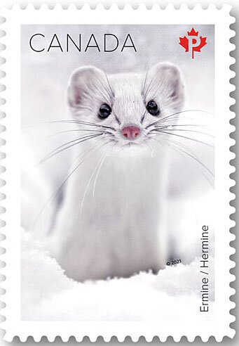 Ermine (Mustela erminea)