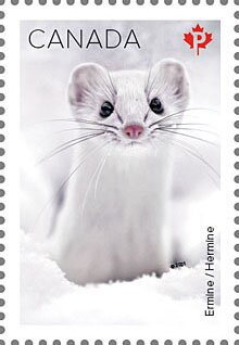 Stamp, Ermine (Mustela erminea), Canada,  , Mammals