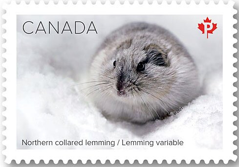 Northern Collared Lemming (Dicrostonyx groenlandicus)