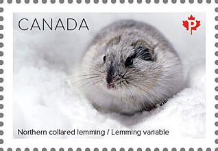 Northern Collared Lemming (Dicrostonyx groenlandicus)
