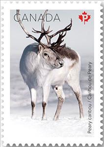 Stamp, Peary Caribou (Rangifer tarandus pearyi), Canada,  , Deer
