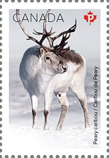 Stamp, Peary Caribou (Rangifer tarandus pearyi), Canada,  , Deer