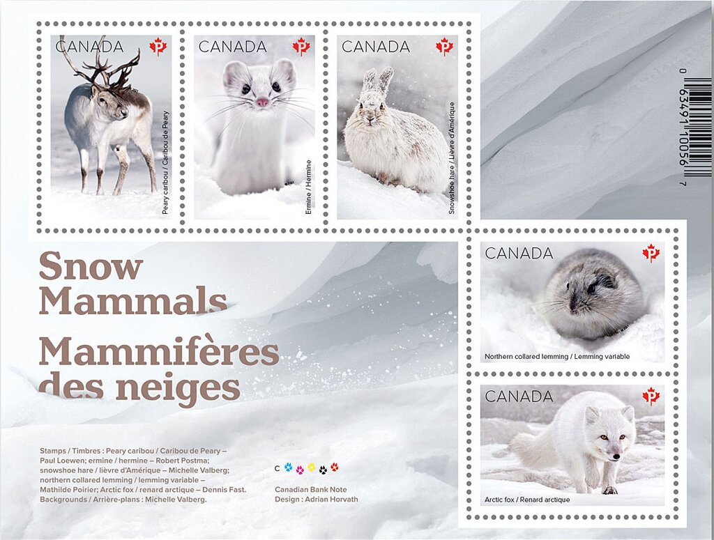 Snow Mammals