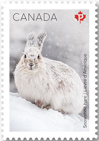 Snowshoe Hare (Lepus americanus)