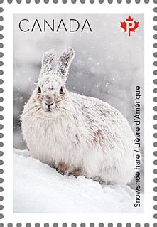 Snowshoe Hare (Lepus americanus)