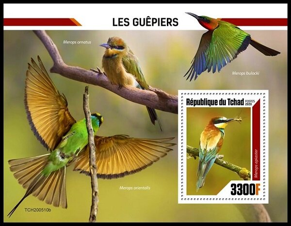 Merops apiaster