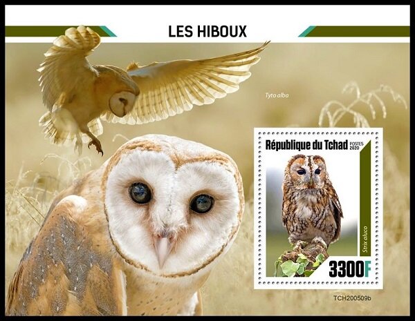 Strix aluco