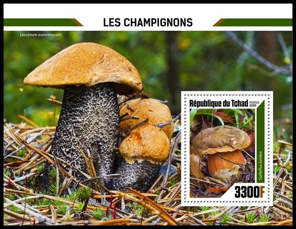 Suillellus luridus