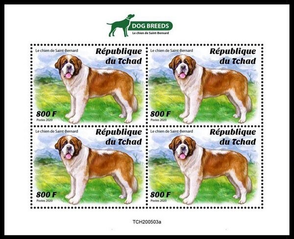 The Saint Bernard Dog