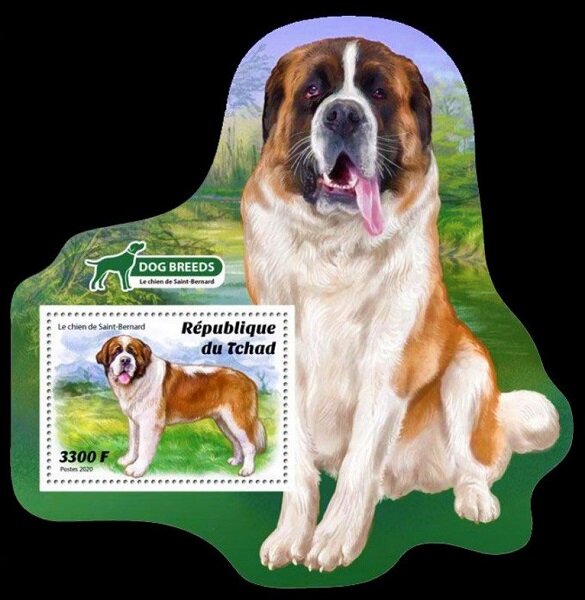 The Saint Bernard Dog