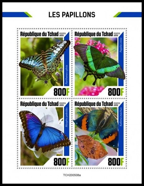 Various Butterflies