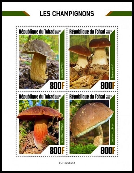 Various Mushrooms