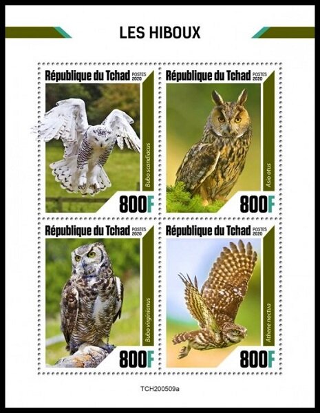 Various Owls