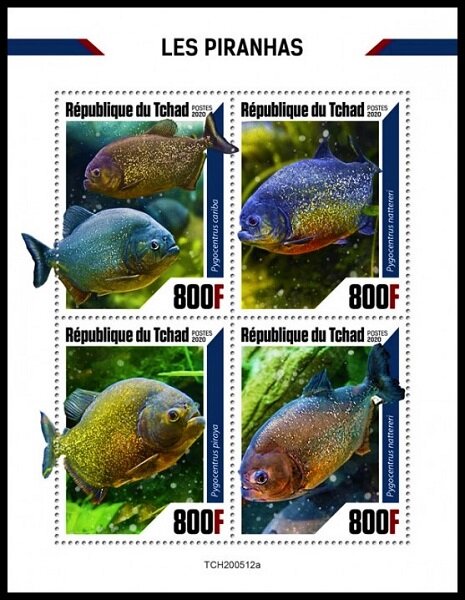 Various Piranhas