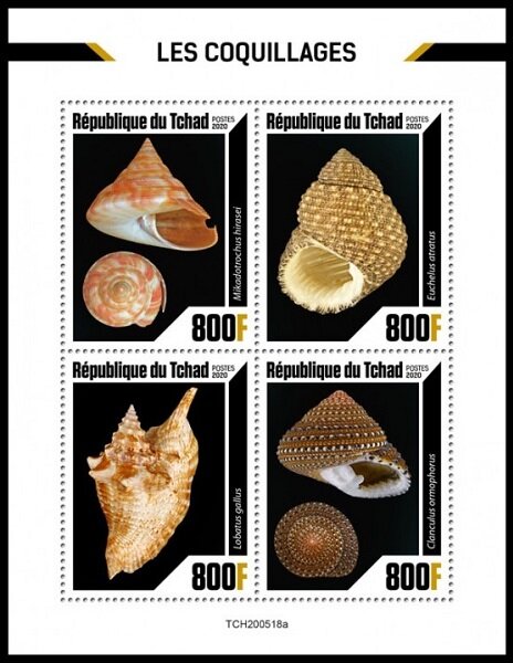 Various Shells