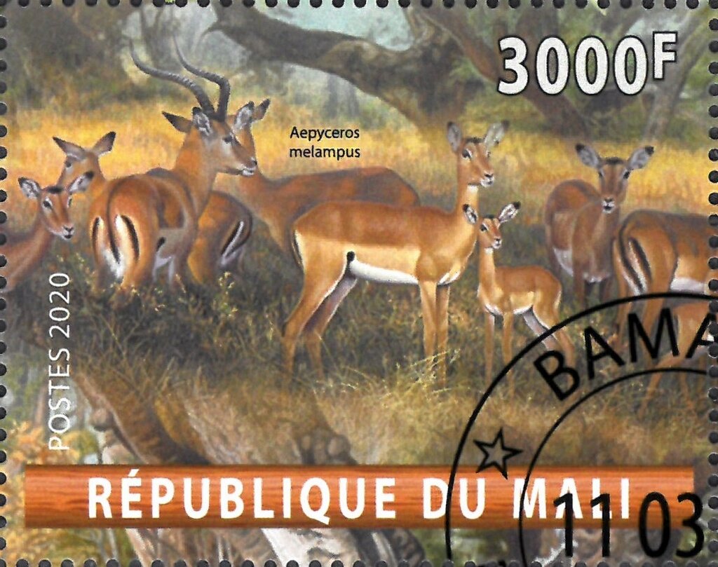 Aepyceros melampus