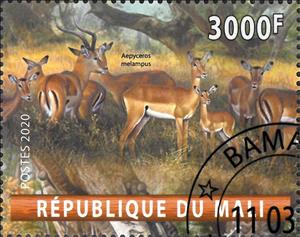Stamp, Aepyceros melampus, Cinderellas,  , Animals (Fauna), Antelopes, Mammals