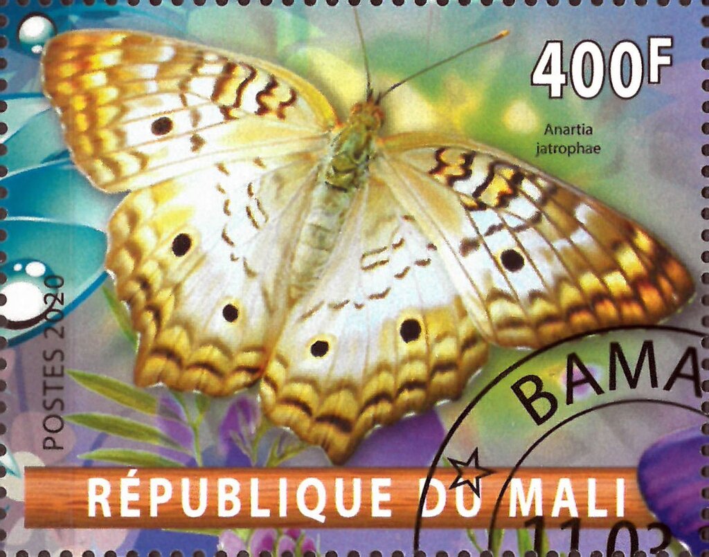 Anartia jatrophae