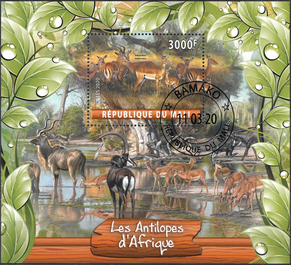 Antelopes