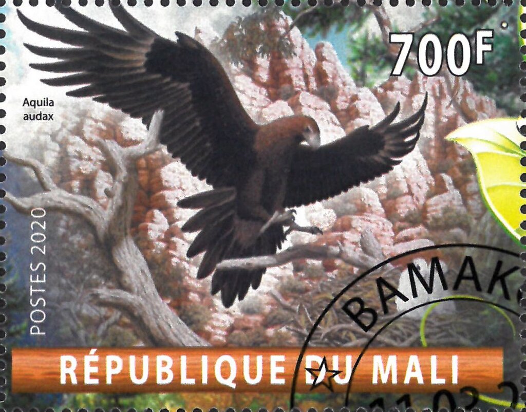 Aquila audax