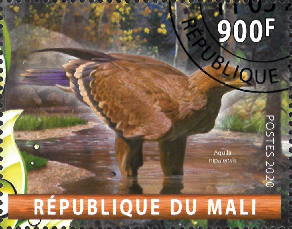 Aquila nipalensis