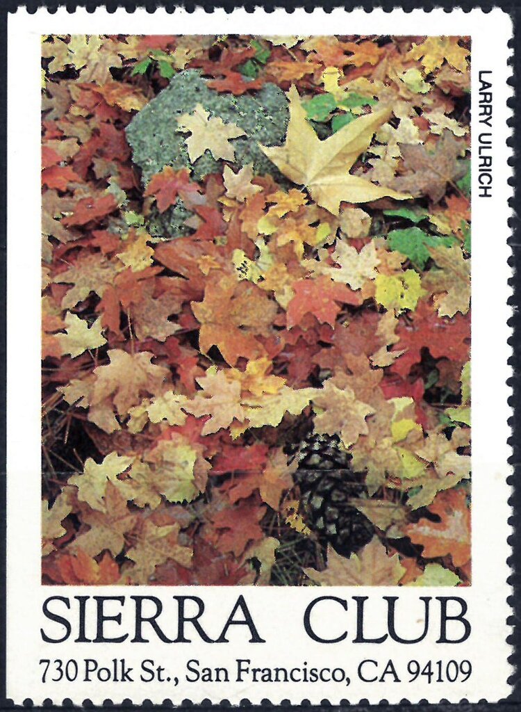 Autumn leaves