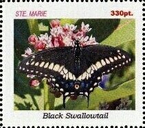 Butterflies
