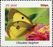 Butterflies