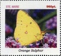 Butterflies
