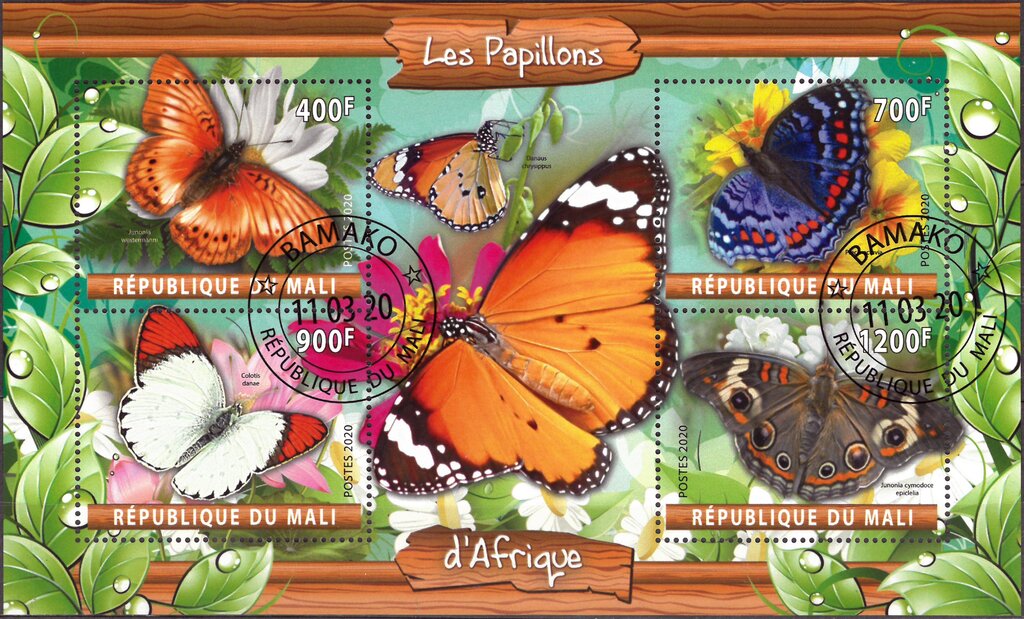 Butterflies Africa