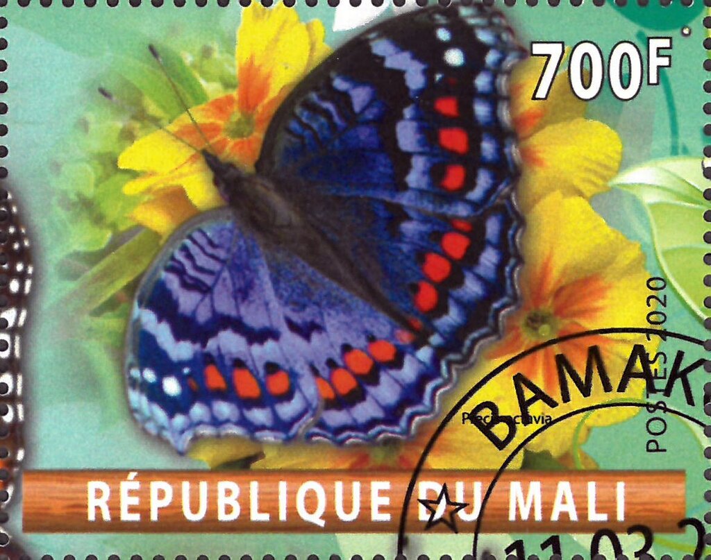 Butterflies Africa