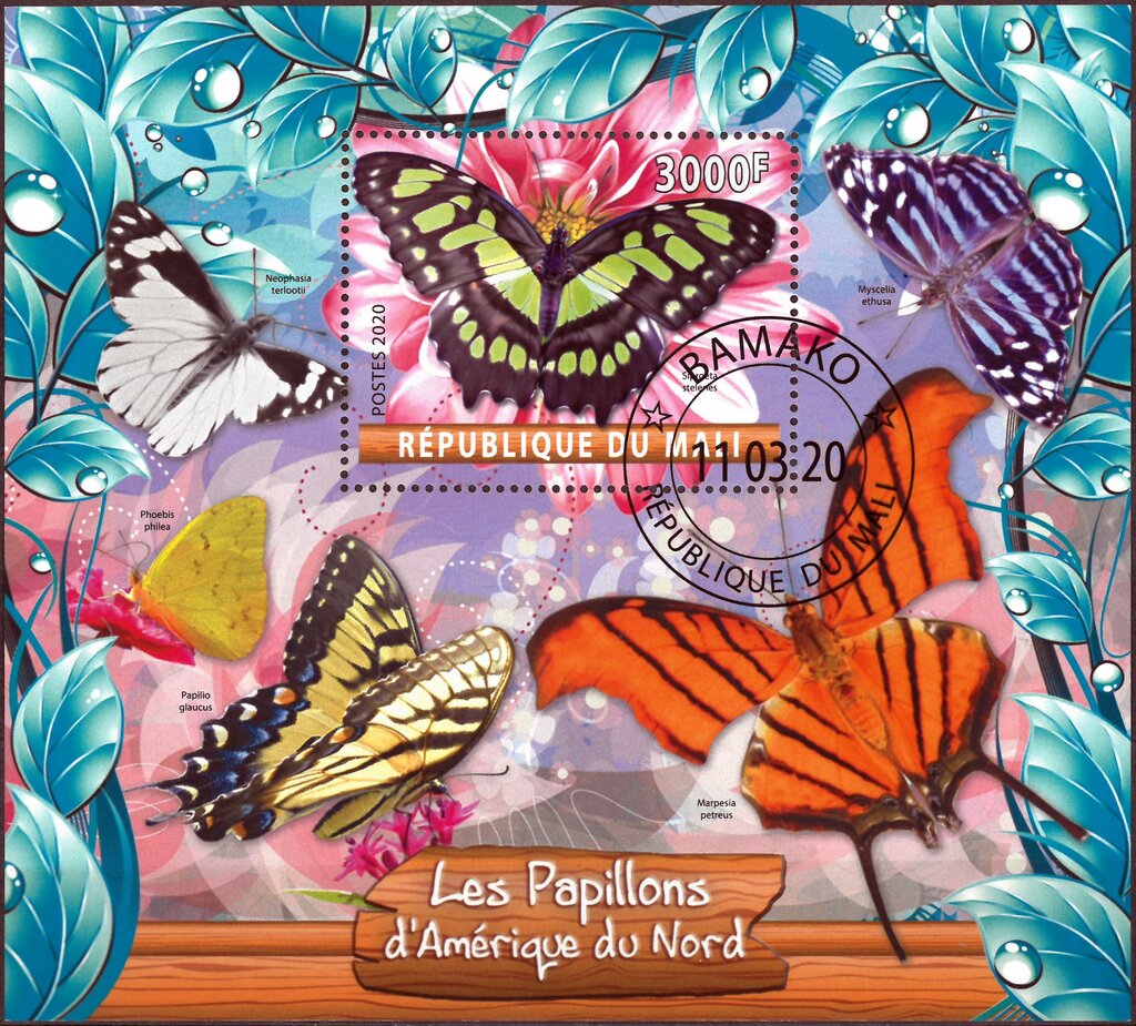 Butterflies Nord America