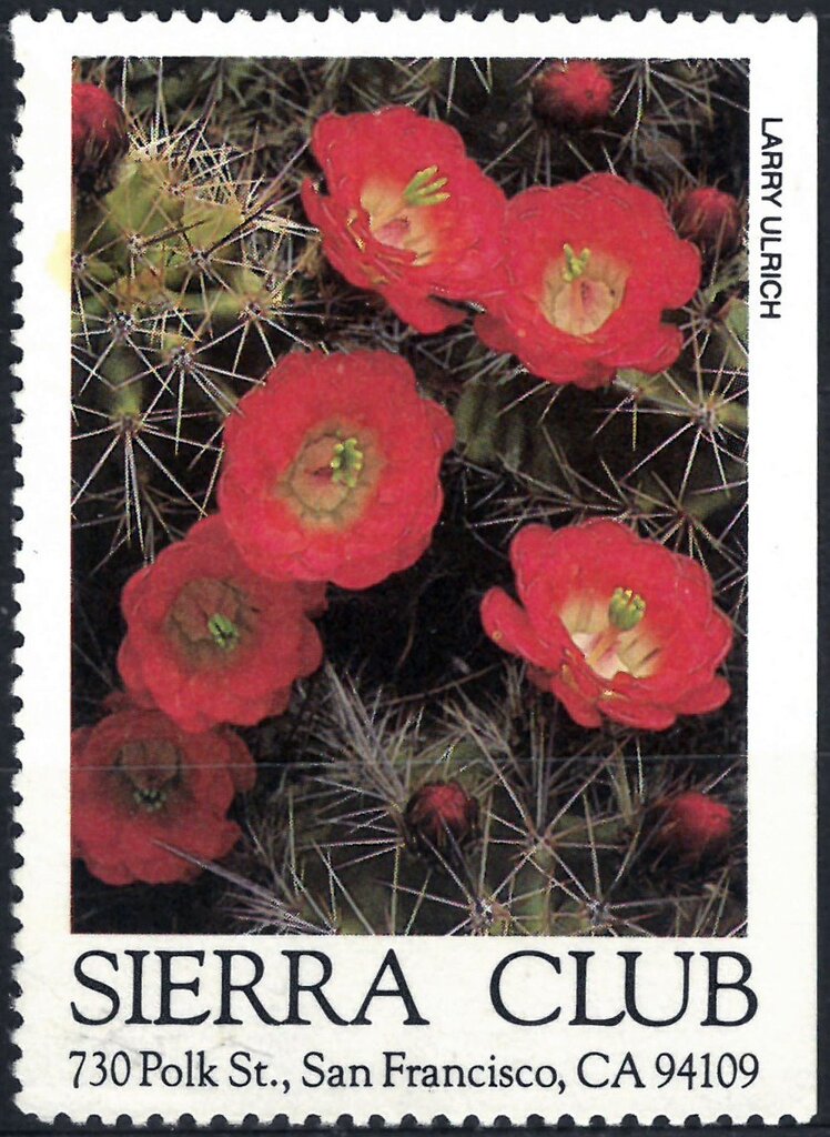 Cacti