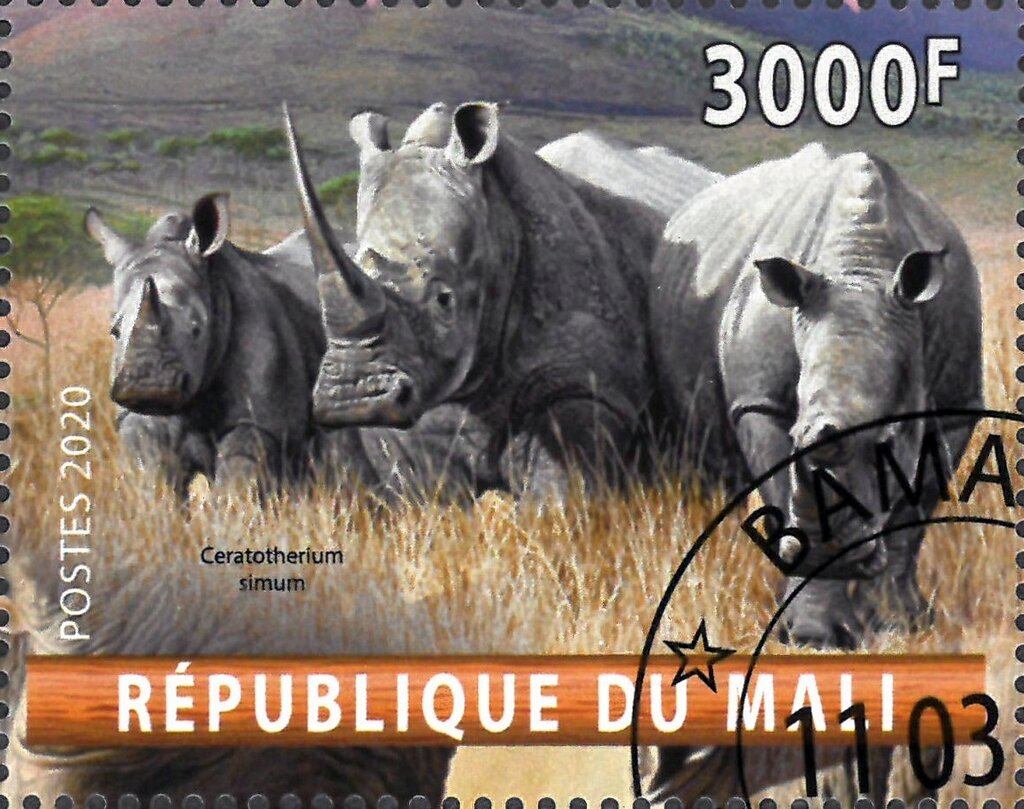 Ceratotherium simum