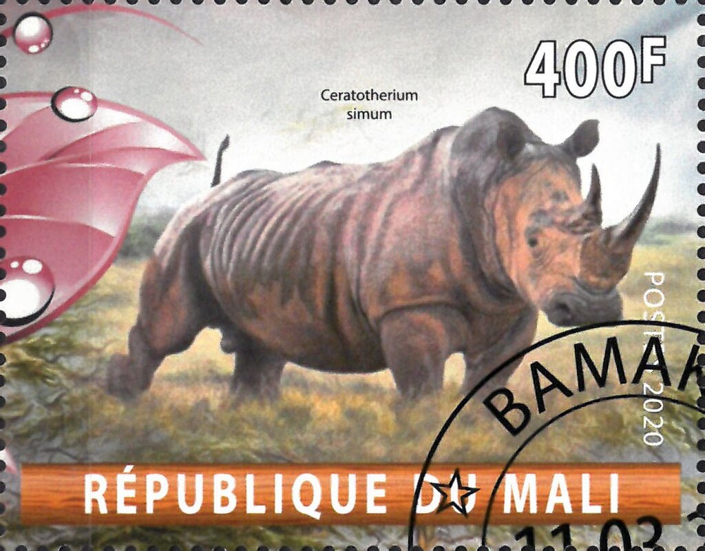 Ceratotherium simum