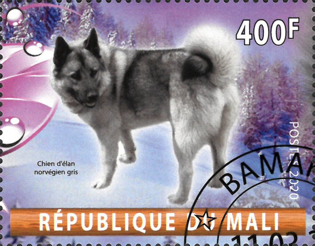 Chien d'elan norvegien gris