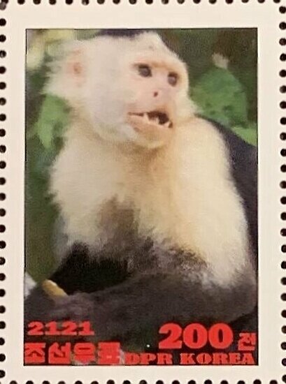 Colombian white-faced capuchin