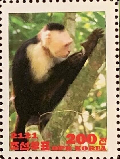 Colombian white-faced capuchin