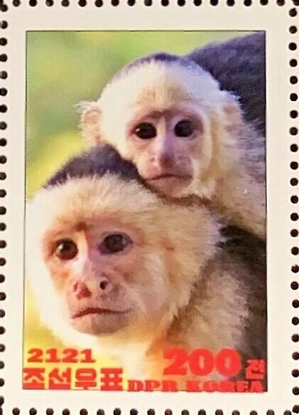 Colombian white-faced capuchin