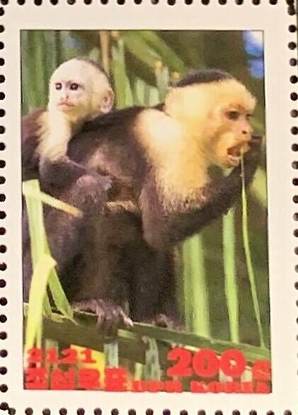 Colombian white-faced capuchin