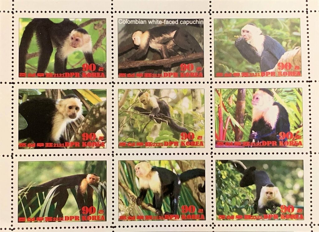 Colombian white-faced capuchin