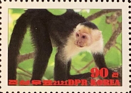 Colombian white-faced capuchin