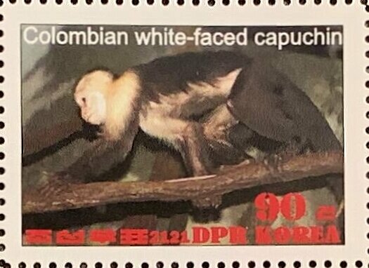 Colombian white-faced capuchin