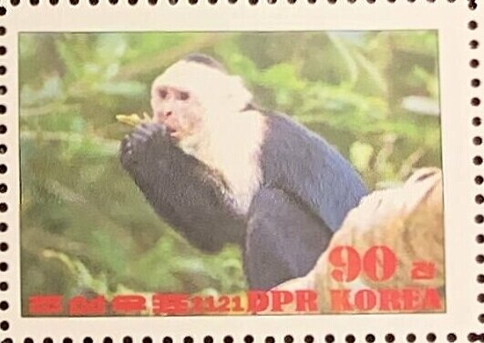 Colombian white-faced capuchin