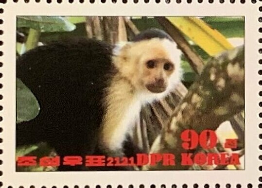 Colombian white-faced capuchin