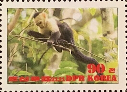 Colombian white-faced capuchin