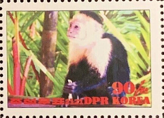 Colombian white-faced capuchin