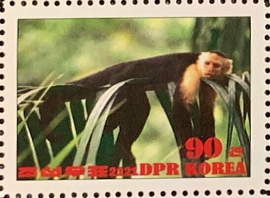 Colombian white-faced capuchin