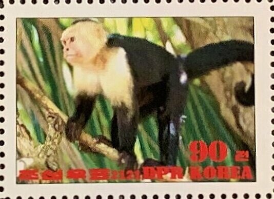 Colombian white-faced capuchin